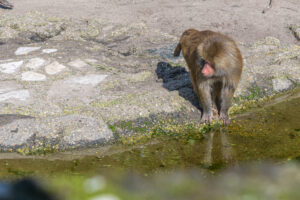 432-2022-09-30 Dierentuin Amersfoort