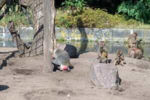 435-2022-09-30 Dierentuin Amersfoort