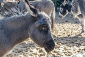 437-2022-09-30 Dierentuin Amersfoort