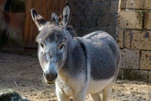 438-2022-09-30 Dierentuin Amersfoort