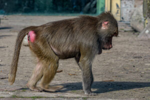 439-2022-09-30 Dierentuin Amersfoort