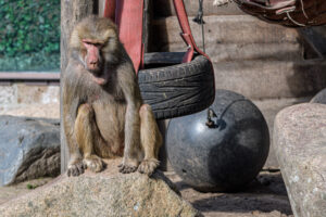 440-2022-09-30 Dierentuin Amersfoort