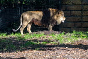 448-2022-09-30 Dierentuin Amersfoort