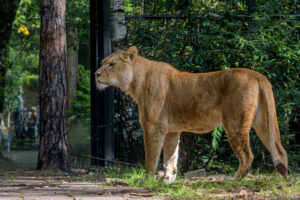 449-2022-09-30 Dierentuin Amersfoort