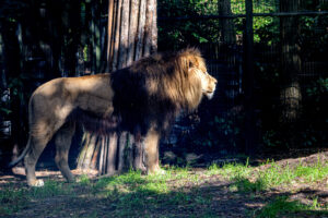 450-2022-09-30 Dierentuin Amersfoort