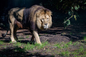 451-2022-09-30 Dierentuin Amersfoort