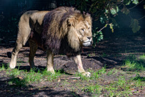 452-2022-09-30 Dierentuin Amersfoort