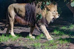 453-2022-09-30 Dierentuin Amersfoort