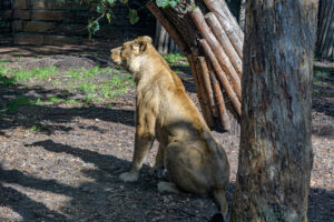 454-2022-09-30 Dierentuin Amersfoort
