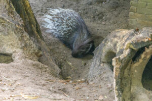 456-2022-09-30 Dierentuin Amersfoort