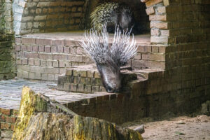 457-2022-09-30 Dierentuin Amersfoort