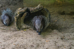 458-2022-09-30 Dierentuin Amersfoort