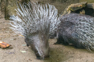 459-2022-09-30 Dierentuin Amersfoort