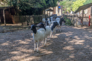 462-2022-09-30 Dierentuin Amersfoort