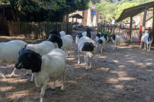 463-2022-09-30 Dierentuin Amersfoort