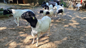 464-2022-09-30 Dierentuin Amersfoort