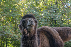 467-2022-09-30 Dierentuin Amersfoort