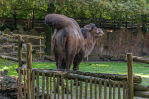 469-2022-09-30 Dierentuin Amersfoort