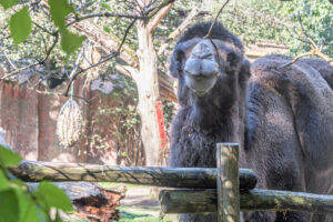 470-2022-09-30 Dierentuin Amersfoort