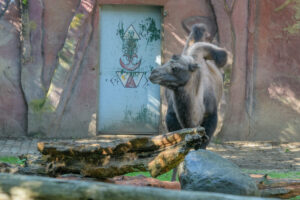 471-2022-09-30 Dierentuin Amersfoort