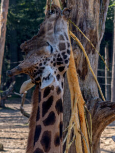 472-2022-09-30 Dierentuin Amersfoort