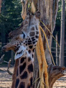 473-2022-09-30 Dierentuin Amersfoort