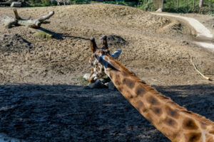 476-2022-09-30 Dierentuin Amersfoort