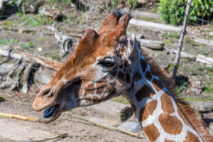 478-2022-09-30 Dierentuin Amersfoort
