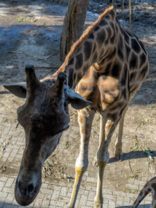 479-2022-09-30 Dierentuin Amersfoort