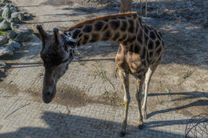 480-2022-09-30 Dierentuin Amersfoort