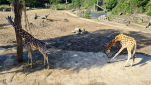 481-2022-09-30 Dierentuin Amersfoort