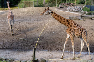 483-2022-09-30 Dierentuin Amersfoort