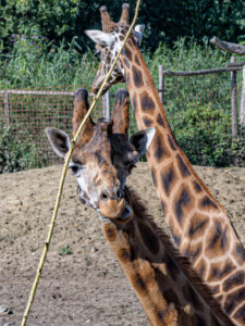 484-2022-09-30 Dierentuin Amersfoort