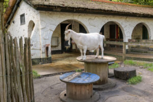 489-2022-09-30 Dierentuin Amersfoort