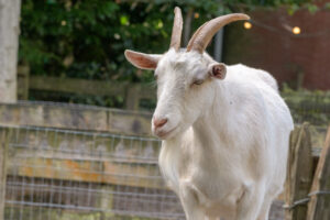 490-2022-09-30 Dierentuin Amersfoort