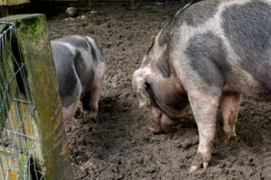 492-2022-09-30 Dierentuin Amersfoort
