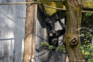495-2022-09-30 Dierentuin Amersfoort