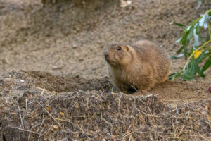501-2022-09-30 Dierentuin Amersfoort