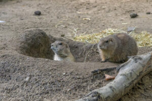502-2022-09-30 Dierentuin Amersfoort