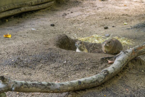 503-2022-09-30 Dierentuin Amersfoort
