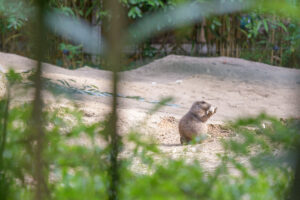 504-2022-09-30 Dierentuin Amersfoort