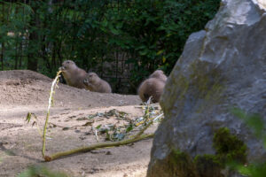 505-2022-09-30 Dierentuin Amersfoort