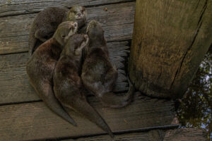507-2022-09-30 Dierentuin Amersfoort