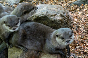 508-2022-09-30 Dierentuin Amersfoort