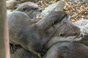 509-2022-09-30 Dierentuin Amersfoort