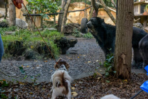 513-2022-09-30 Dierentuin Amersfoort