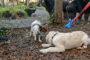 514-2022-09-30 Dierentuin Amersfoort