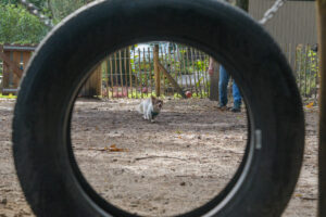 585-2022-10-02 Vriend!s renbaan