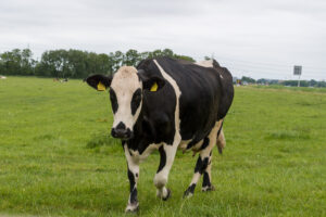 003-2021-06-19 t Woudt