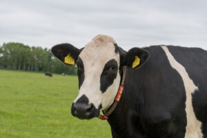 004-2021-06-19 t Woudt